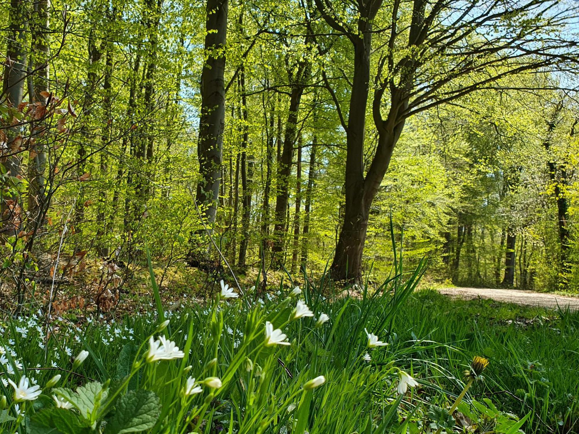 Am Alten Haus Altenmedingen Buitenkant foto
